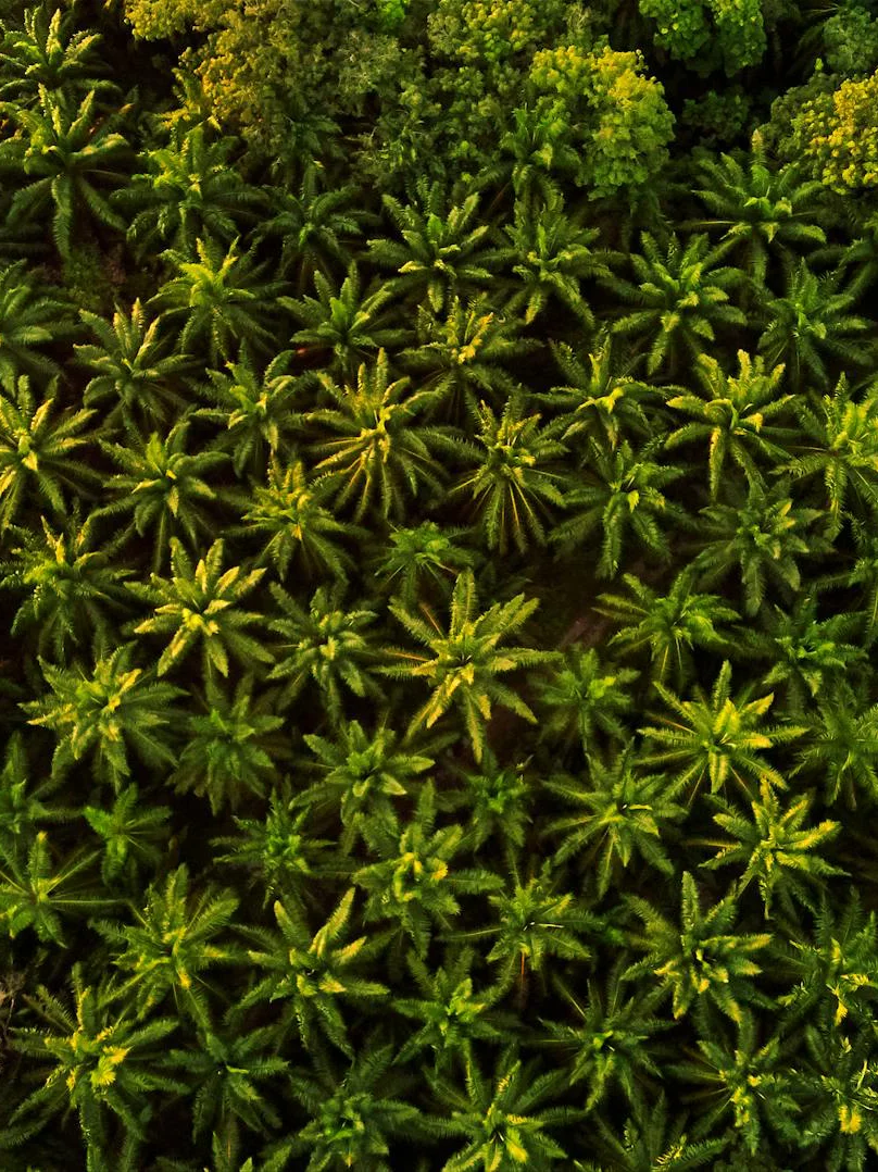 Sustainable Palm Plantation Canopy Portrait